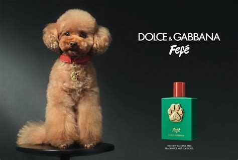 perro dolce gabbana|dolce gabbana fefe.